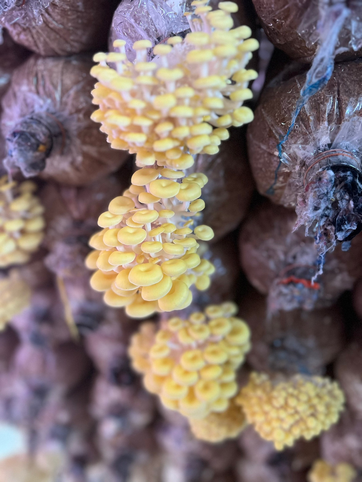 Cô giám đốc 9X trồng nấm tạo vô số việc làm - Hình 3 Co giam doc 9X trong nam tao vo so viec lam-Hinh-3