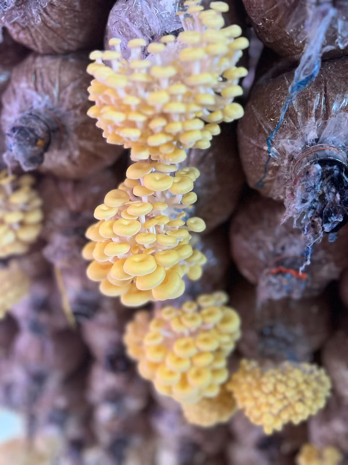 Co giam doc 9X trong nam tao vo so viec lam-Hinh-3