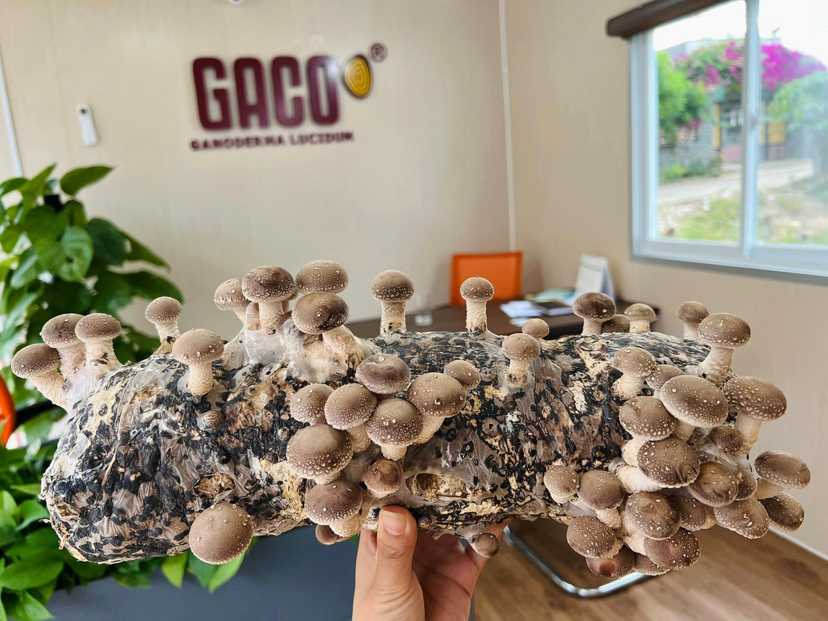 Cô giám đốc 9X trồng nấm tạo vô số việc làm - Hình 5 Co giam doc 9X trong nam tao vo so viec lam-Hinh-5