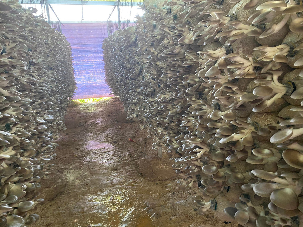 Cô giám đốc 9X trồng nấm tạo vô số việc làm - Hình 4 Co giam doc 9X trong nam tao vo so viec lam-Hinh-4