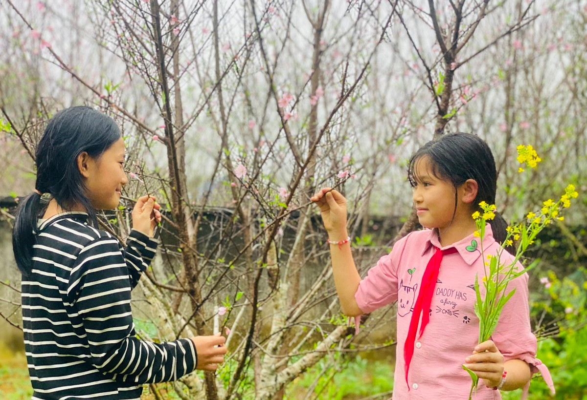 Ngắm vườn đào rừng khủng ở bản làng Thanh Hóa - Hình 13 Ngam vuon dao rung khung o ban lang Thanh Hoa-Hinh-13