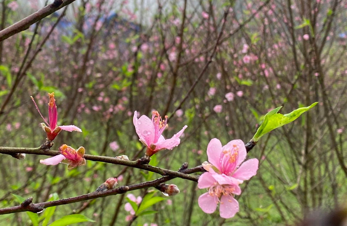 Ngắm vườn đào rừng khủng ở bản làng Thanh Hóa - Hình 9 Ngam vuon dao rung khung o ban lang Thanh Hoa-Hinh-9