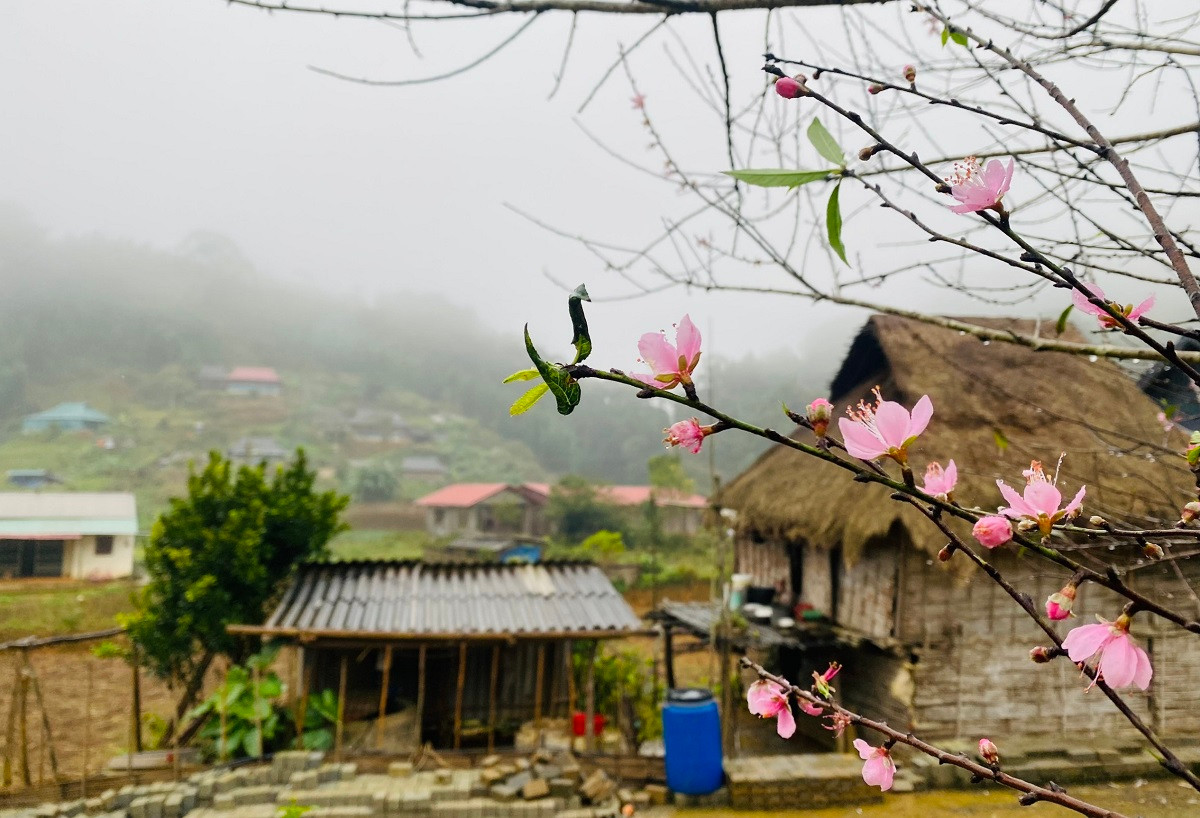 Ngắm vườn đào rừng khủng ở bản làng Thanh Hóa - Hình 11 Ngam vuon dao rung khung o ban lang Thanh Hoa-Hinh-11