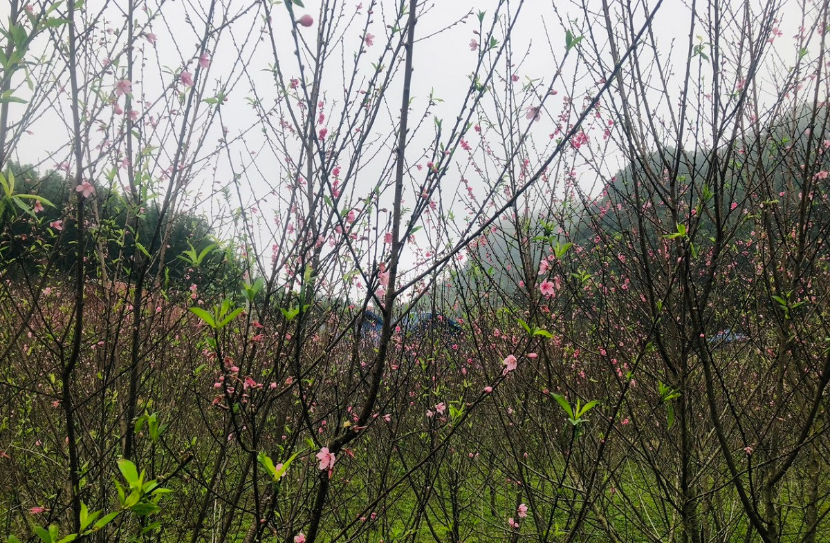 Ngắm vườn đào rừng khủng ở bản làng Thanh Hóa - Hình 2 Ngam vuon dao rung khung o ban lang Thanh Hoa-Hinh-2