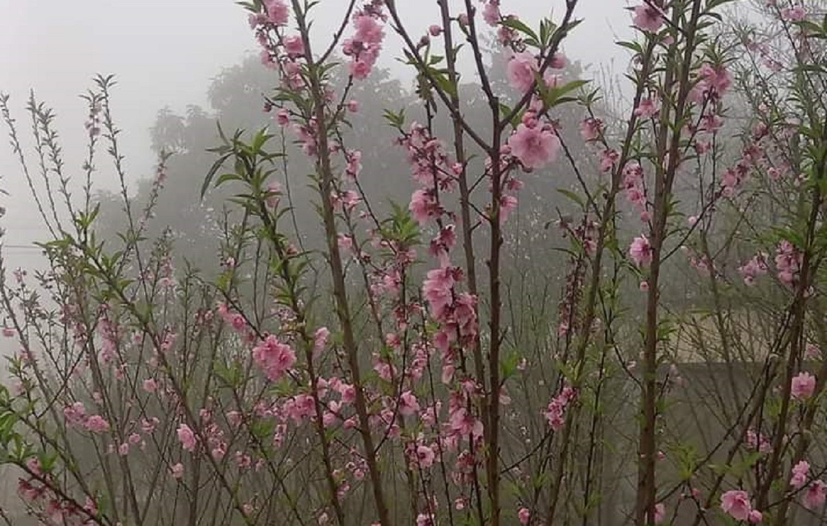 Ngắm vườn đào rừng khủng ở bản làng Thanh Hóa - Hình 6 Ngam vuon dao rung khung o ban lang Thanh Hoa-Hinh-6