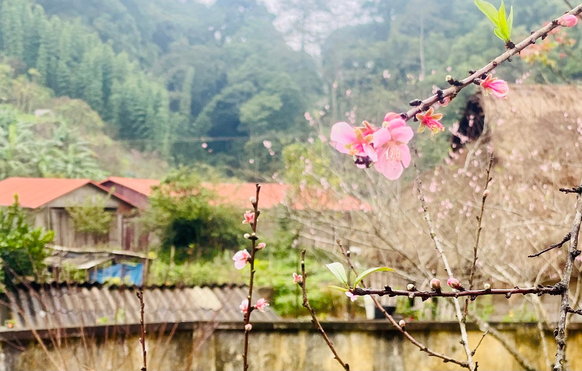 Ngắm vườn đào rừng khủng ở bản làng Thanh Hóa - Hình 10 Ngam vuon dao rung khung o ban lang Thanh Hoa-Hinh-10