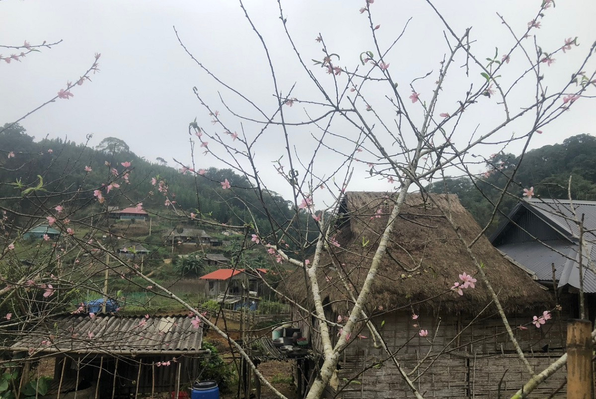 Ngắm vườn đào rừng khủng ở bản làng Thanh Hóa - Hình 7 Ngam vuon dao rung khung o ban lang Thanh Hoa-Hinh-7