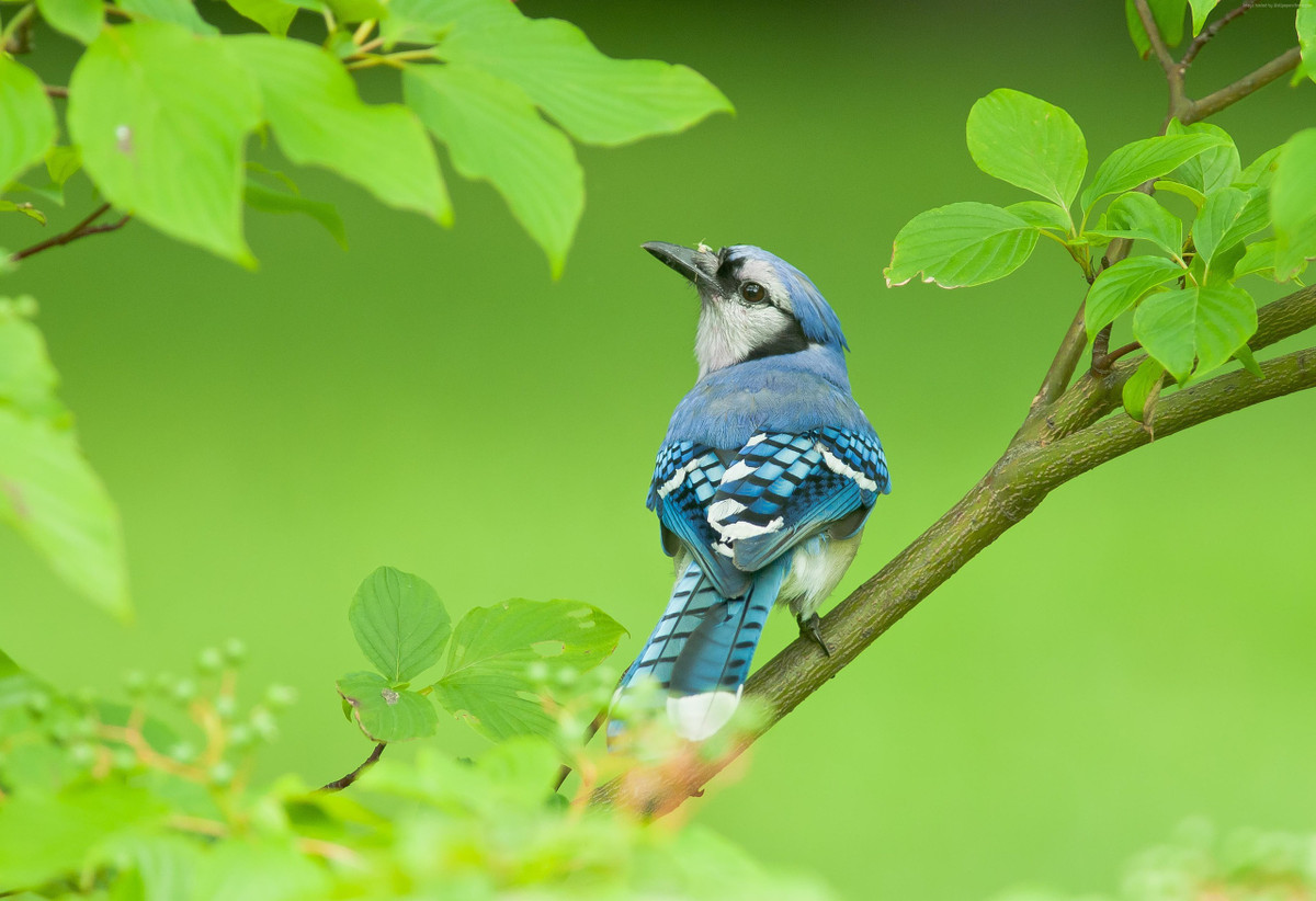Tu Ram thang Gieng, nhung con giap trung so-Hinh-3