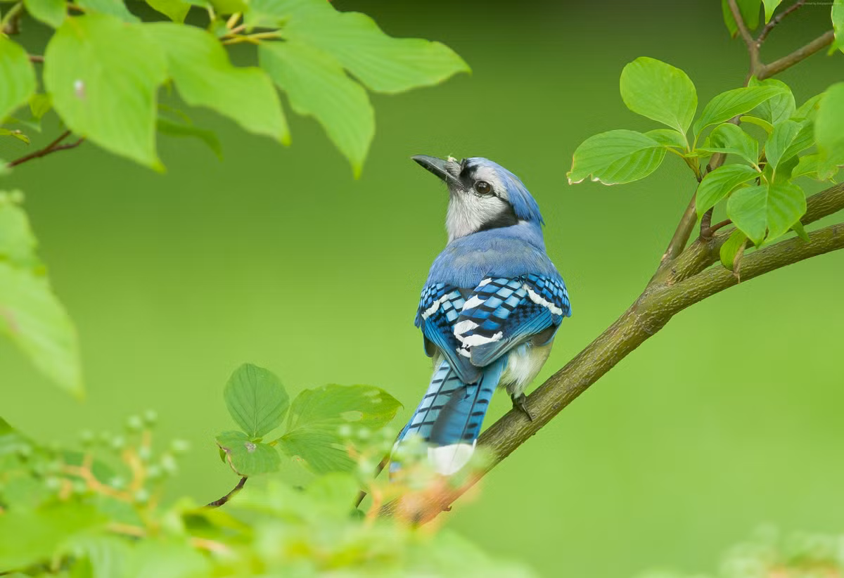 Tu Ram thang Gieng, nhung con giap trung so-Hinh-3