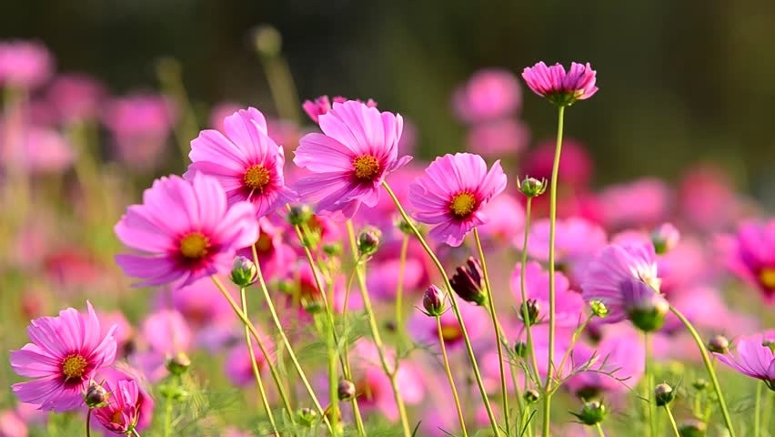 Ai sinh tháng Âm lịch này ra Giêng làm ăn khấm khá Ai sinh thang Am lich nay ra Gieng lam an kham kha