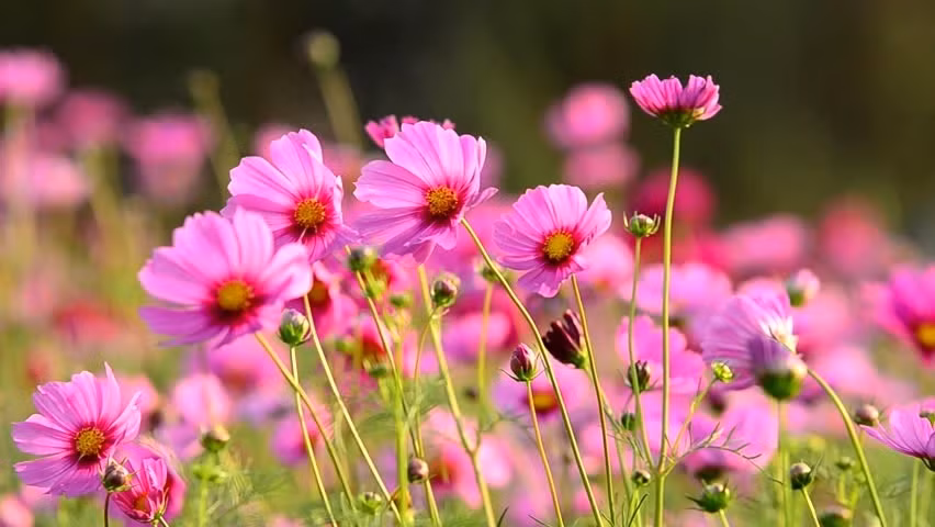 Ai sinh thang Am lich nay ra Gieng lam an kham kha