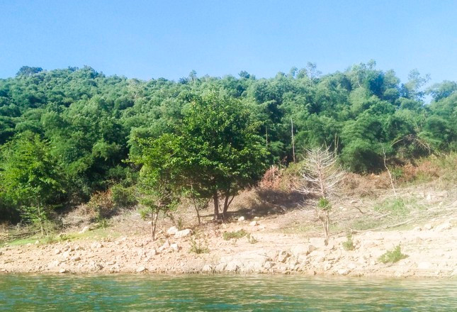 Binh Dinh: Vu nguyen Bi thu Huyen uy thau tom dat rung vao dien theo doi