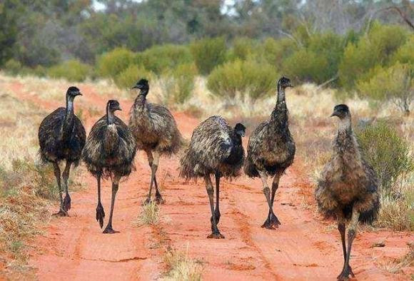 20.000 con chim khổng lồ càn quét khắp nước Úc - Hình 5 20.000 con chim khong lo can quet khap nuoc Uc-Hinh-5