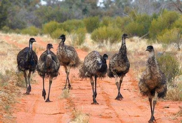 20.000 con chim khong lo can quet khap nuoc Uc-Hinh-5