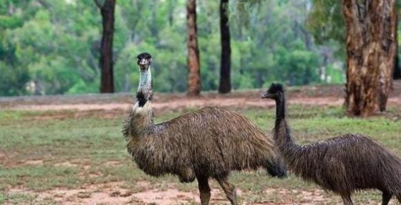 20.000 con chim khổng lồ càn quét khắp nước Úc - Hình 3 20.000 con chim khong lo can quet khap nuoc Uc-Hinh-3