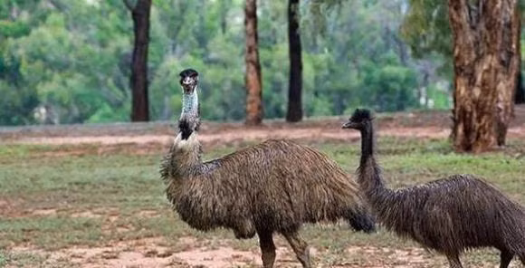 20.000 con chim khong lo can quet khap nuoc Uc-Hinh-3