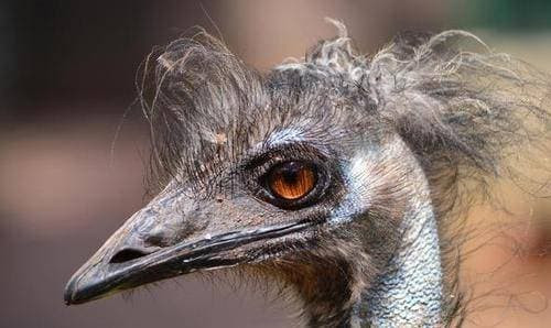 20.000 con chim khong lo can quet khap nuoc Uc-Hinh-7