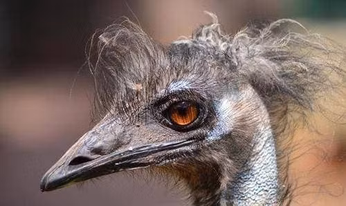 20.000 con chim khong lo can quet khap nuoc Uc-Hinh-7