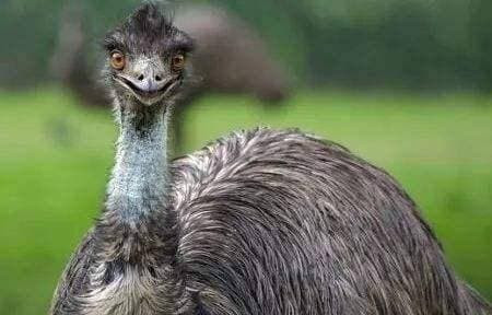 20.000 con chim khổng lồ càn quét khắp nước Úc 20.000 con chim khong lo can quet khap nuoc Uc