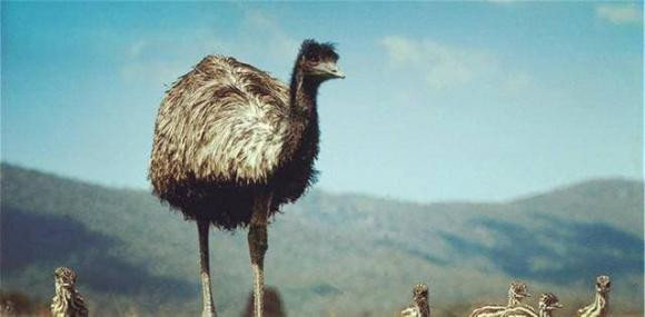 20.000 con chim khong lo can quet khap nuoc Uc-Hinh-4