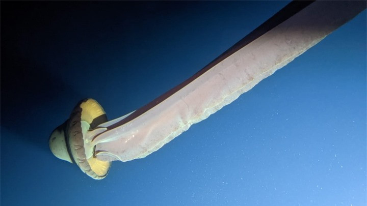 Phát hiện sứa ma khổng lồ khi lặn ở vùng biển Nam Cực ảnh 1 Phát hiện sứa ma khổng lồ khi lặn ở vùng biển Nam Cực ảnh 1