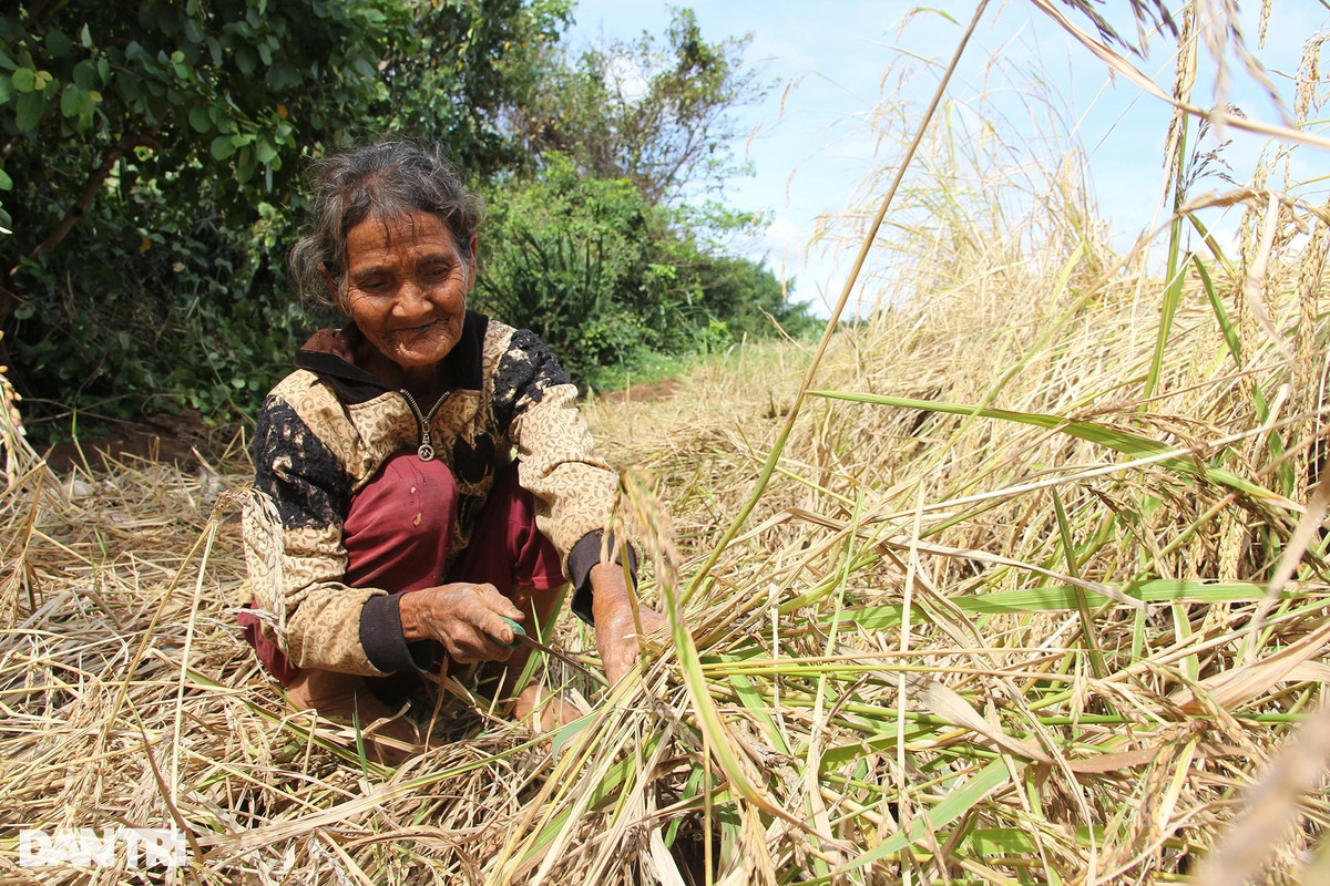 Chuyen thu vi ve 'hat ngoc troi' bau vat cua dong bao Ba Na-Hinh-3