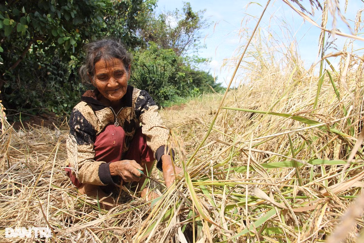 Chuyen thu vi ve 'hat ngoc troi' bau vat cua dong bao Ba Na-Hinh-3