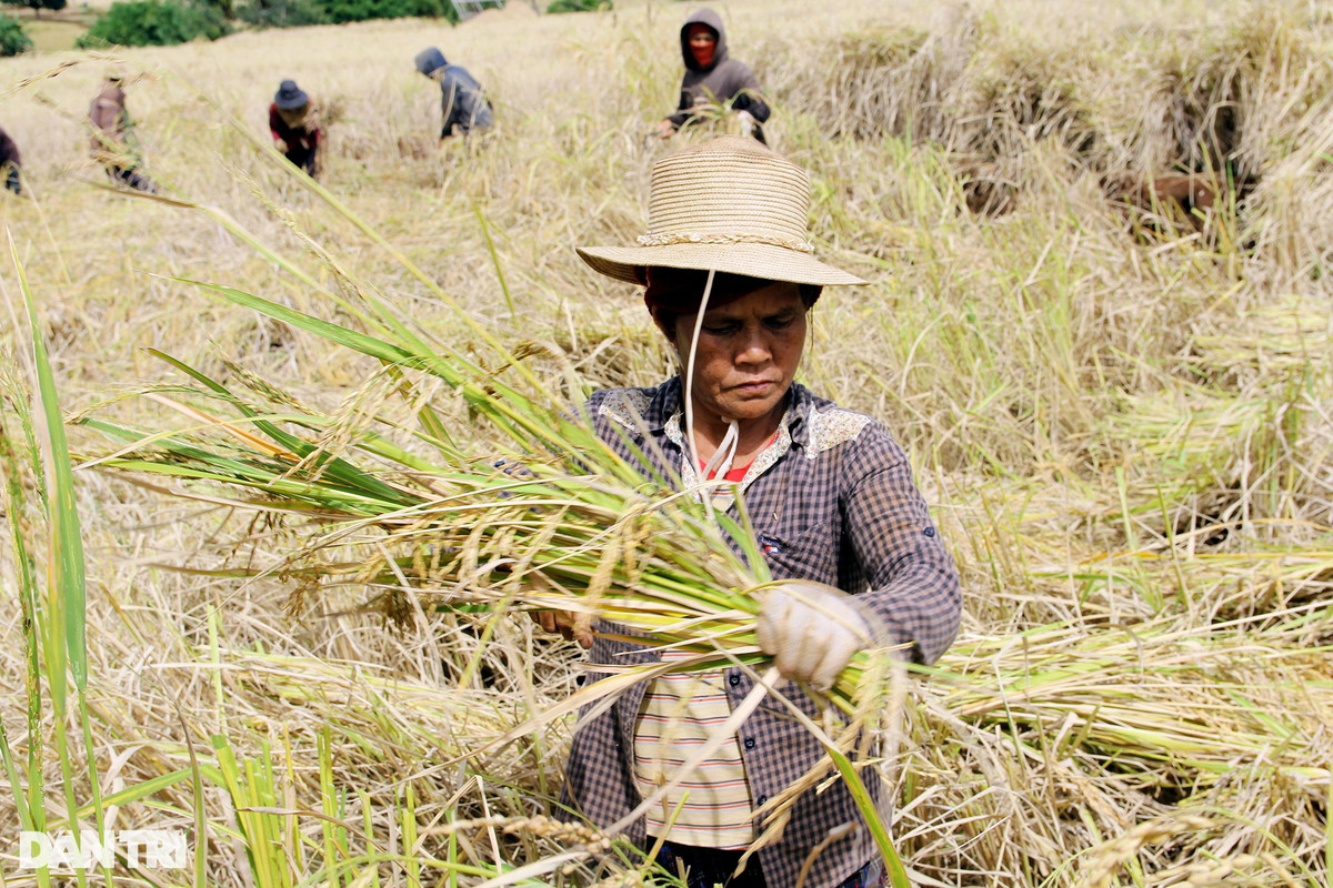 Chuyen thu vi ve 'hat ngoc troi' bau vat cua dong bao Ba Na-Hinh-2