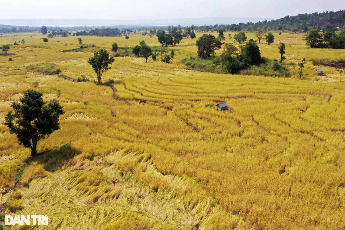 Chuyen thu vi ve 'hat ngoc troi' bau vat cua dong bao Ba Na