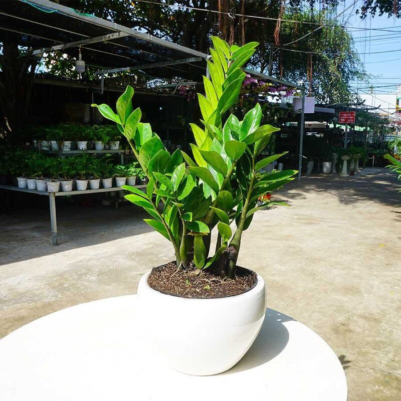 8 loai cay may man dat trong nha dip Tet hut tai hut loc