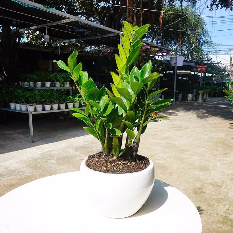 8 loai cay may man dat trong nha dip Tet hut tai hut loc