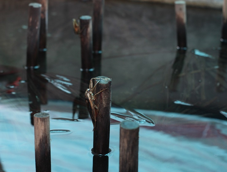 Nuoi con trung ban voi gia khung, 9x Ha Noi kiem nua ty dong-Hinh-2