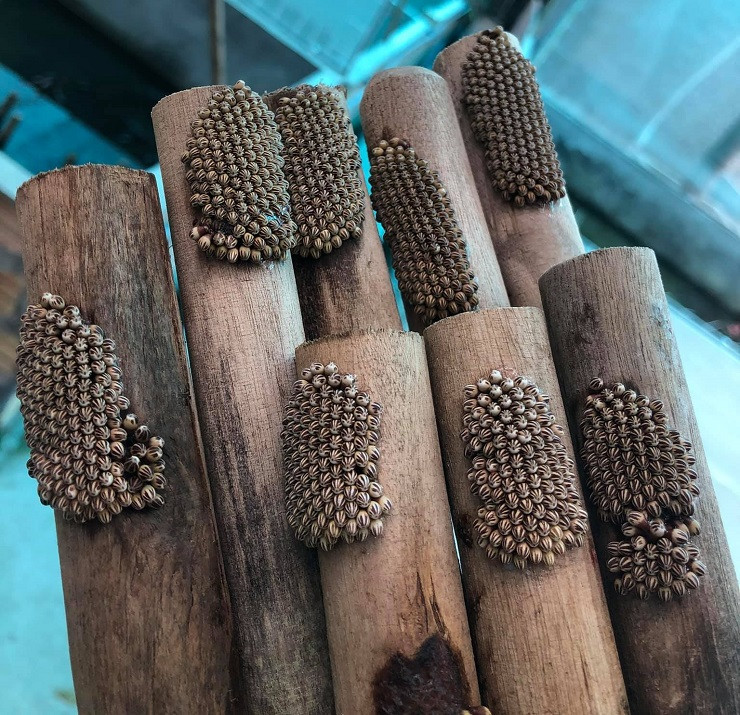 Nuoi con trung ban voi gia khung, 9x Ha Noi kiem nua ty dong-Hinh-3