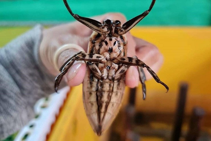 Nuoi con trung ban voi gia khung, 9x Ha Noi kiem nua ty dong-Hinh-4