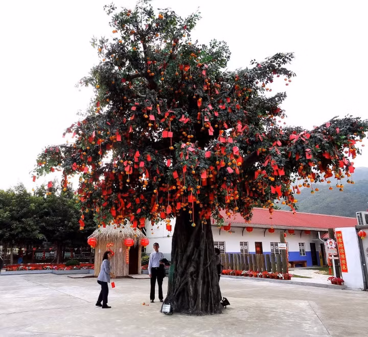 Cay nguyen uoc o ngoi lang 700 tuoi hut khach den cau nguyen-Hinh-7