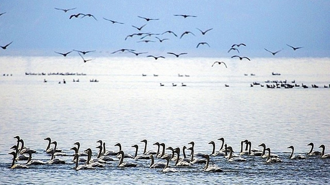 Hồ Bà Dương cũng là điểm dừng chân của hàng triệu loài chim di trú mỗi năm, bao gồm những đàn sếu trắng lớn với 90% quần thể toàn cầu đến đây trú đông