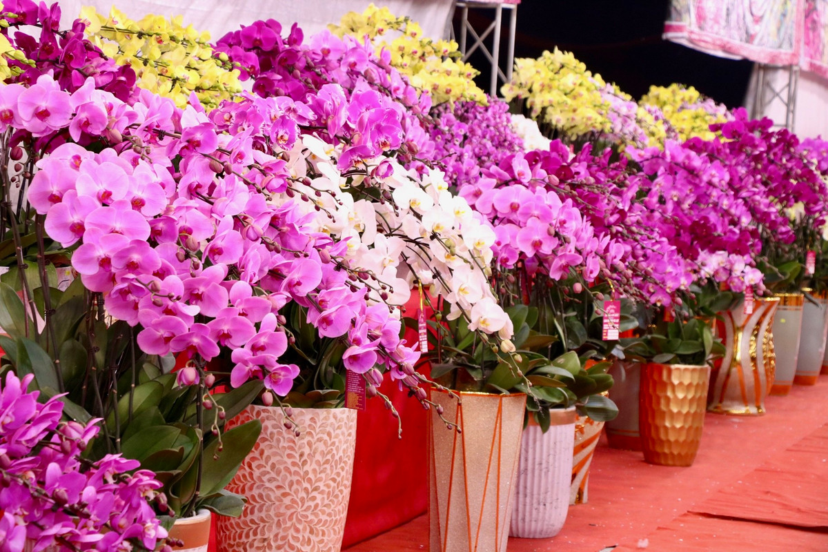 Bên cạnh đào, quất, hoa rừng, thời gian này lan hồ điệp cũng đã đổ bộ Thủ đô để chuẩn bị đón tết Nguyên đán 2025. Ghi nhận trên các tuyến phố Nguyễn Thanh Bình, Tố Hữu, Nguyễn Xiển... các chậu lan với đa dạng kích cỡ đã được bày bán.