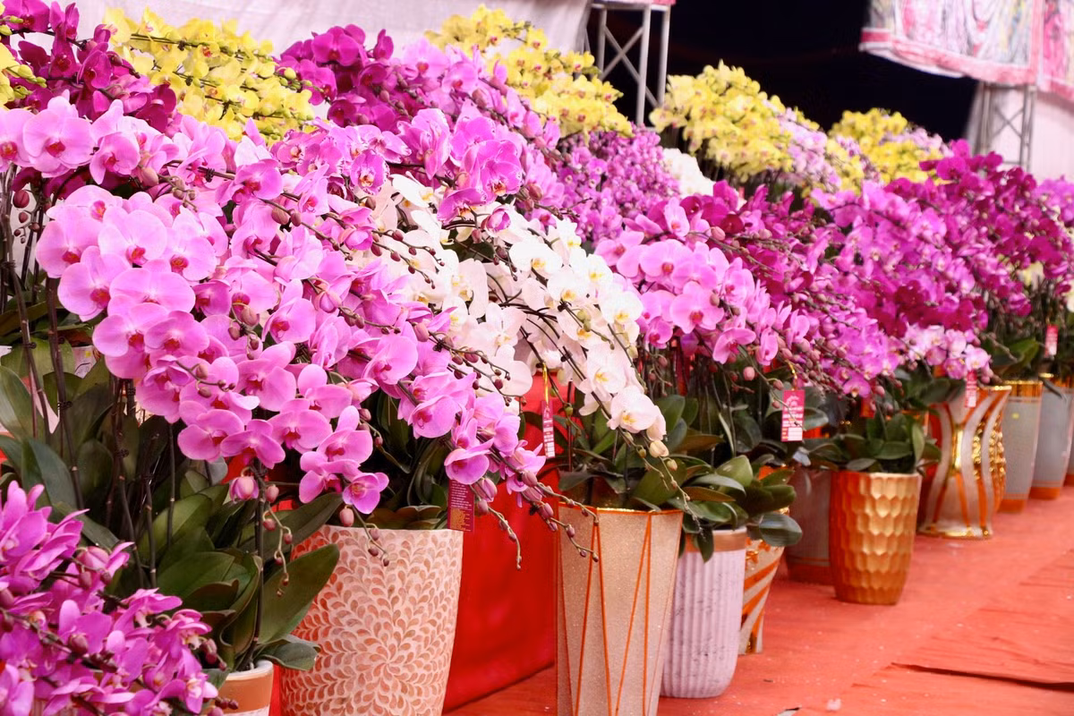 Bên cạnh đào, quất, hoa rừng, thời gian này lan hồ điệp cũng đã đổ bộ Thủ đô để chuẩn bị đón tết Nguyên đán 2025. Ghi nhận trên các tuyến phố Nguyễn Thanh Bình, Tố Hữu, Nguyễn Xiển... các chậu lan với đa dạng kích cỡ đã được bày bán.