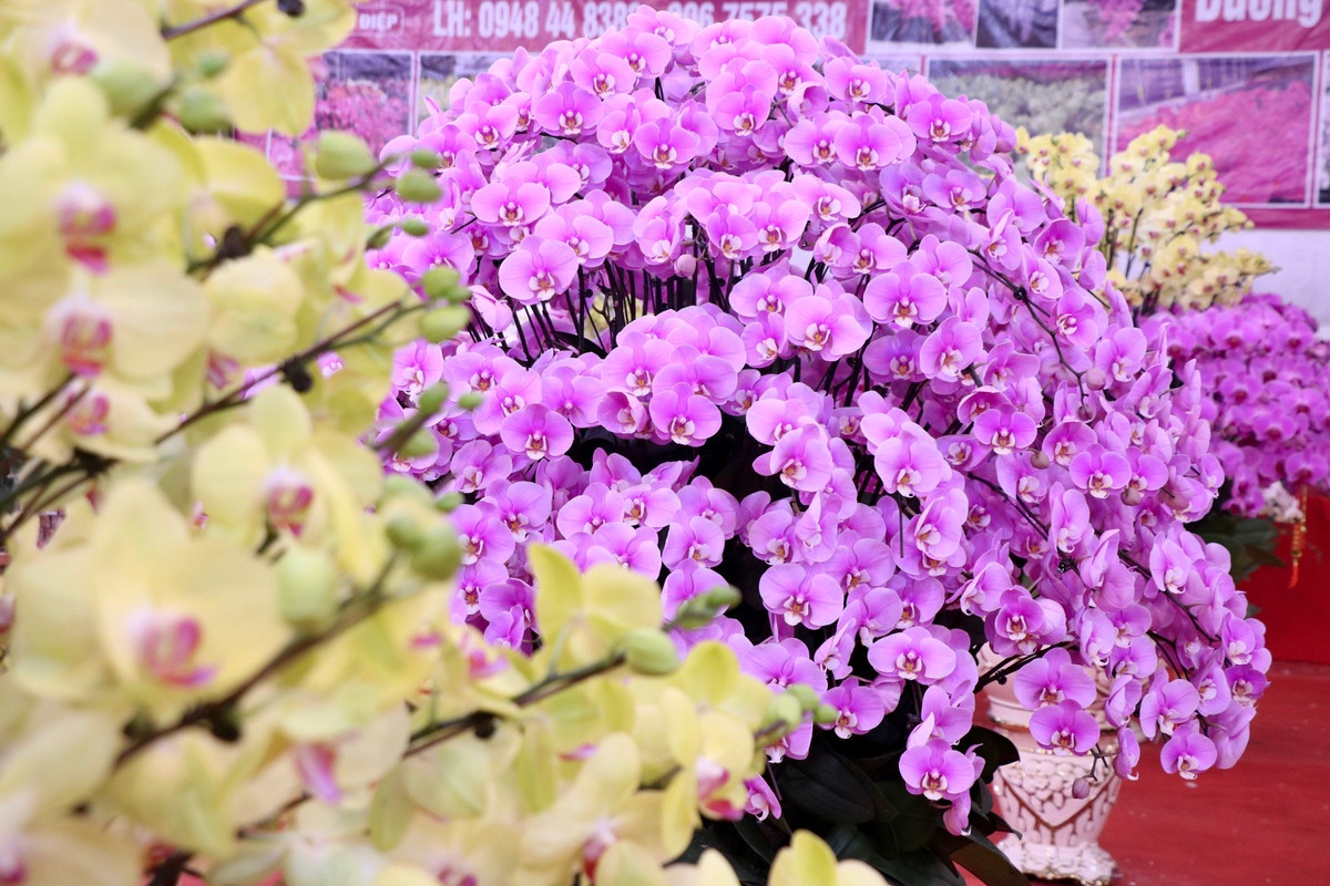 Những chậu lan hồ điệp đủ các kích thước từ nhỏ cho đến to được nhà vườn lên mẫu và phối màu một cách rất hài hòa, vừa đảm bảo được tính thẩm mỹ cao, vừa toát lên vẻ quý phái, sang trọng của chậu hoa.