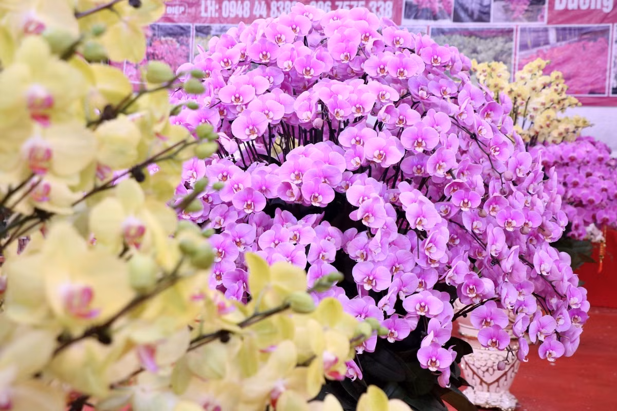 Những chậu lan hồ điệp đủ các kích thước từ nhỏ cho đến to được nhà vườn lên mẫu và phối màu một cách rất hài hòa, vừa đảm bảo được tính thẩm mỹ cao, vừa toát lên vẻ quý phái, sang trọng của chậu hoa.