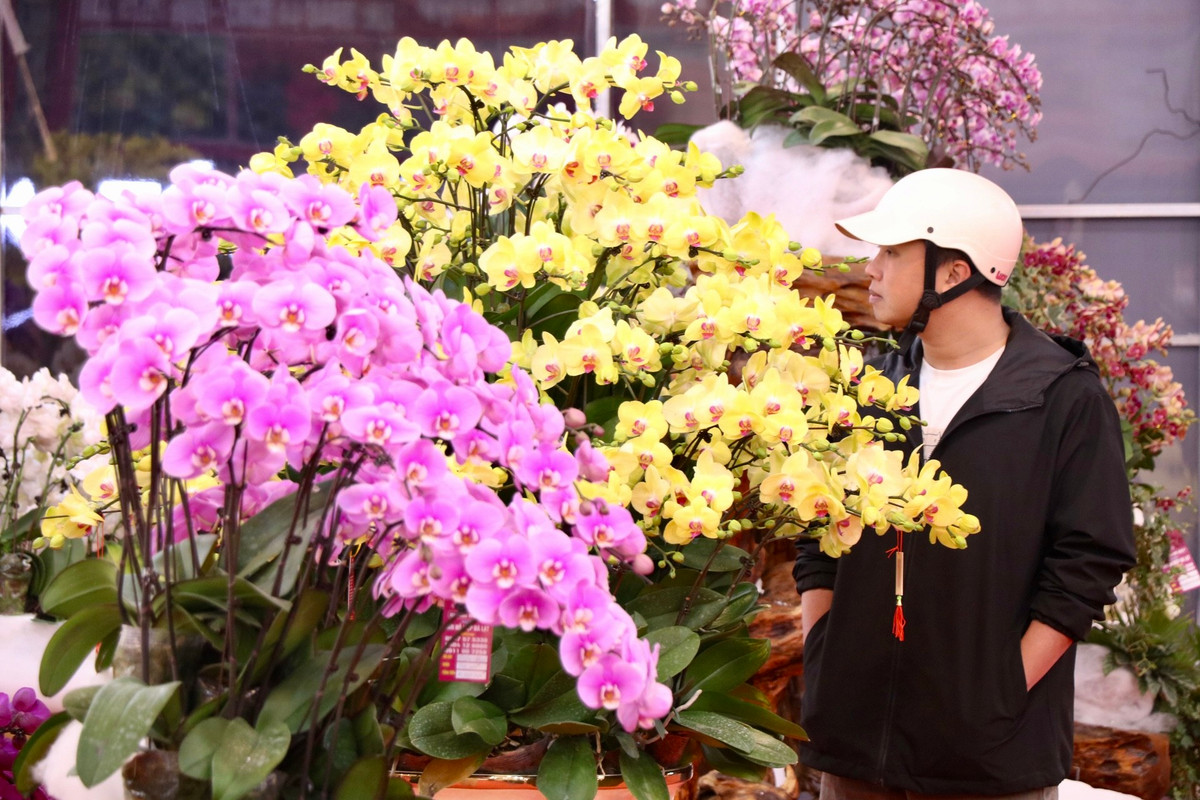 Lan hồ điệp không chỉ là hoa trang trí cho không gian Tết mà còn trở thành món quà ý nghĩa để tặng đối tác, tri ân khách hàng. Do đó, nhu cầu lan hồ điệp vào dịp Tết năm nay đang tăng mạnh. Không chỉ các gia đình mà nhiều doanh nghiệp cũng đã bắt đầu tìm mua lan hồ điệp để làm quà biếu, tặng khách hàng và đối tác.