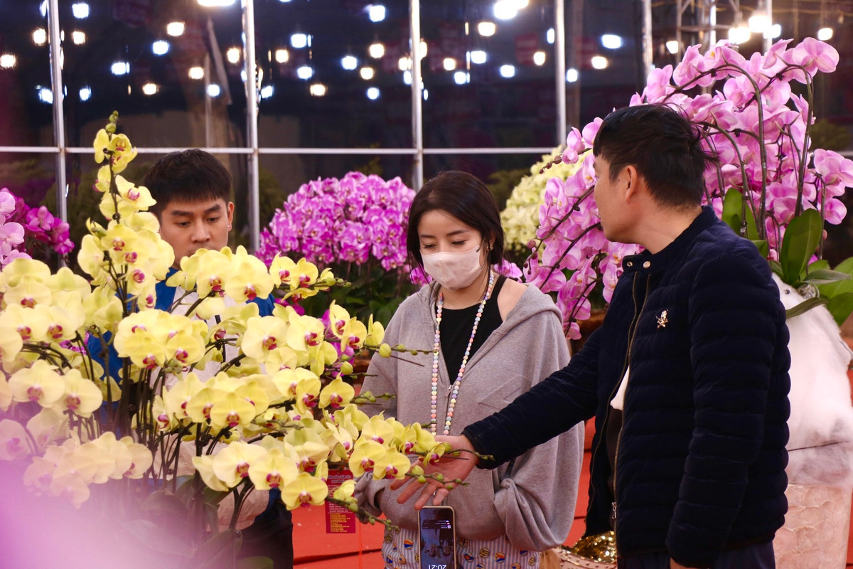 Thời điểm này, nhiều người đã bắt đầu đi chọn lan chơi tết.