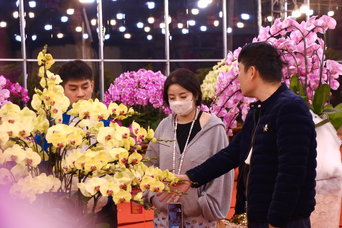 Thời điểm này, nhiều người đã bắt đầu đi chọn lan chơi tết.