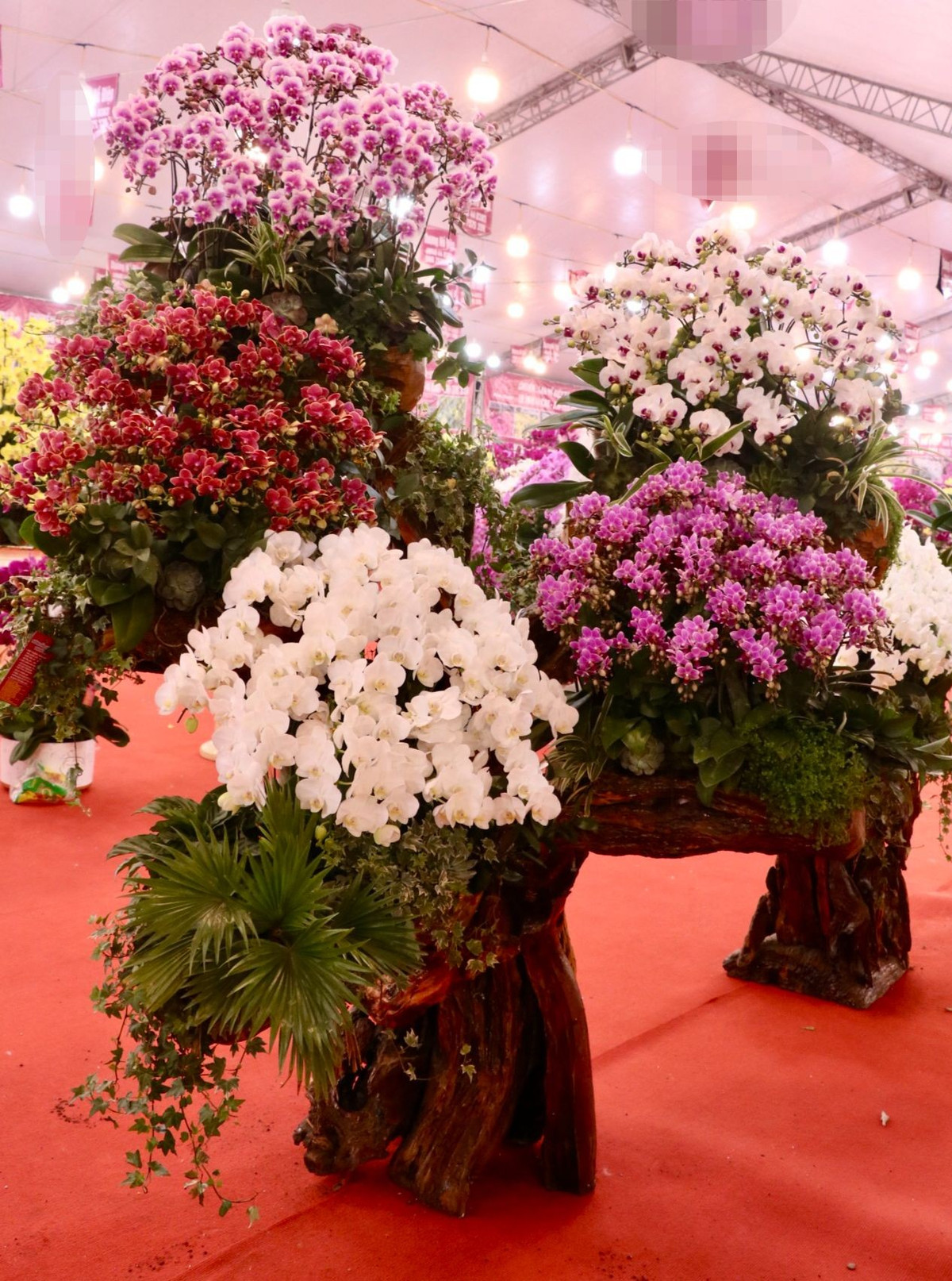 Chị Vũ Minh Nguyệt (quản lý cửa hàng hoa trên đường Nguyễn Thanh Bình chia sẻ: "Chúng tôi bắt đầu mở bán từ đầu tháng âm lịch. Khác với năm trước năm nay khách hàng đi mua lan rất sớm. Thời gian này khách mua chủ yếu để làm quà biếu tặng cho bố mẹ, đối tác, doanh nghiệp... Khách chủ yếu đặt, mua những chậu lan hàng chục triệu, có một chậu hơn trăm triệu cũng đã được bán từ hôm trước".