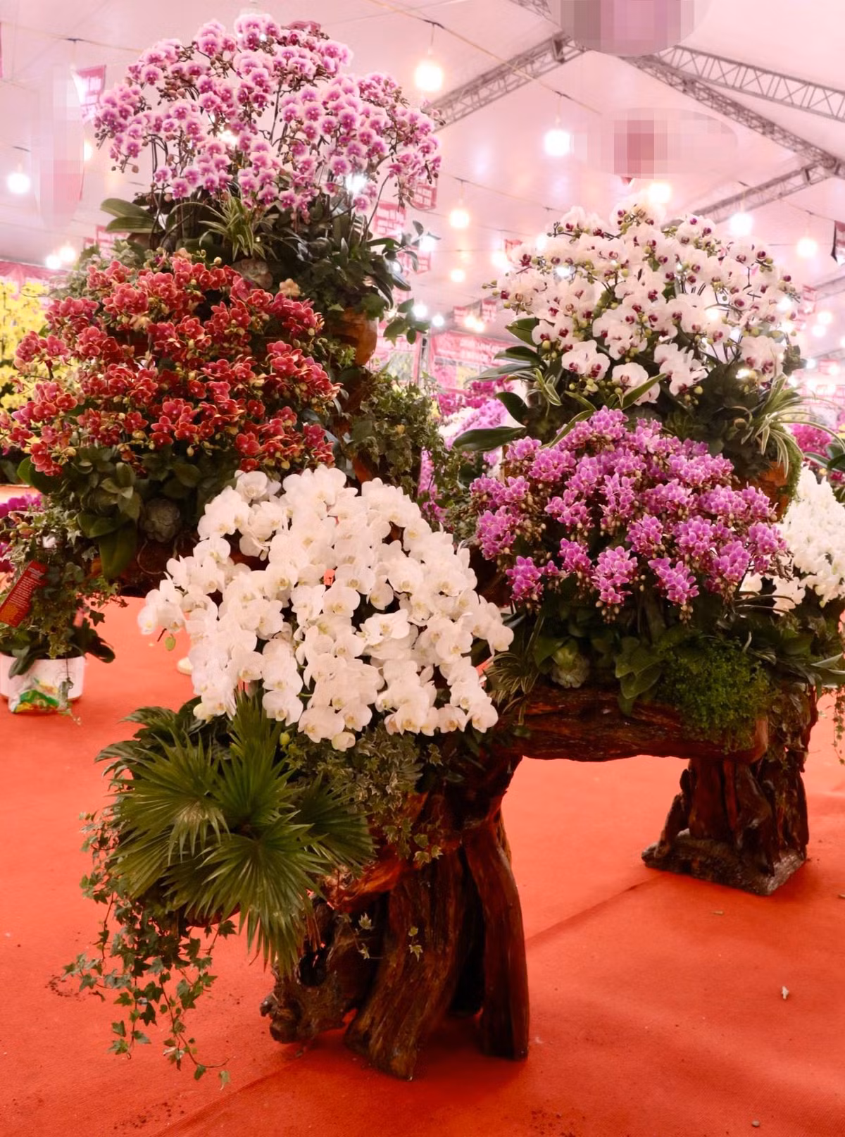 Chị Vũ Minh Nguyệt (quản lý cửa hàng hoa trên đường Nguyễn Thanh Bình chia sẻ: "Chúng tôi bắt đầu mở bán từ đầu tháng âm lịch. Khác với năm trước năm nay khách hàng đi mua lan rất sớm. Thời gian này khách mua chủ yếu để làm quà biếu tặng cho bố mẹ, đối tác, doanh nghiệp... Khách chủ yếu đặt, mua những chậu lan hàng chục triệu, có một chậu hơn trăm triệu cũng đã được bán từ hôm trước".