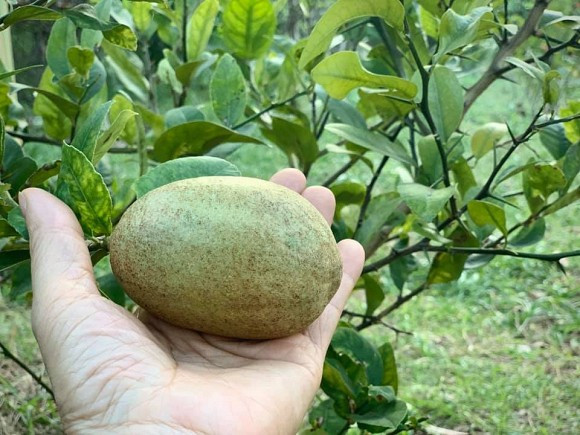 Ca si My Le he lo cach tich tru do an ca thang-Hinh-9