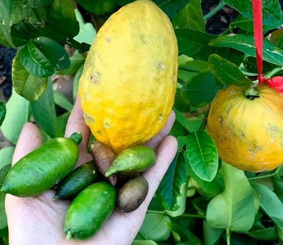 Ca si My Le he lo cach tich tru do an ca thang-Hinh-8