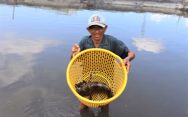 'Chan vit, thit ga, da trau, dau ran', chim 'sieu to khong lo'