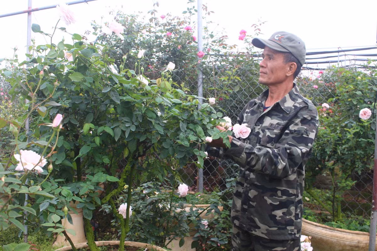 Vuon hoa hong ngoai khung 2 van cay cua U60 o lang hoa Xuan Quan-Hinh-8