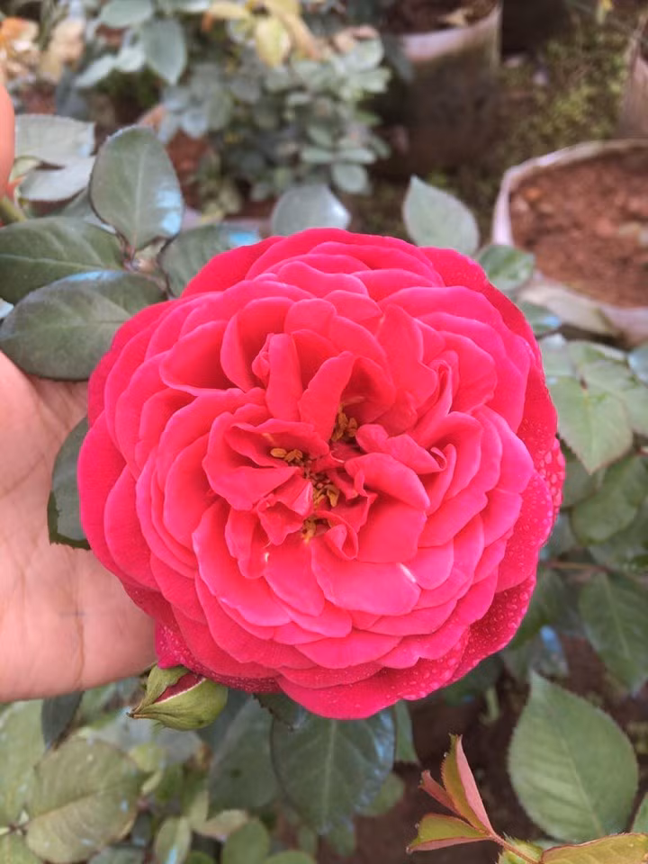 Vuon hoa hong ngoai khung 2 van cay cua U60 o lang hoa Xuan Quan-Hinh-6